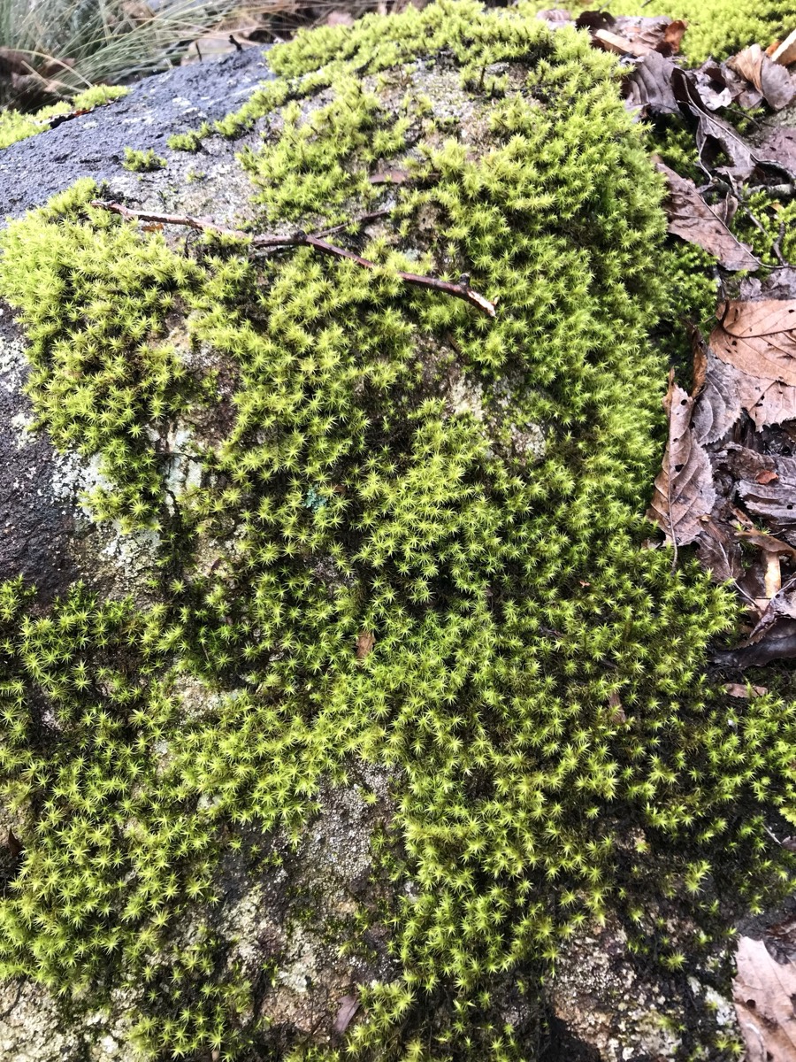湿润青苔的微距特写