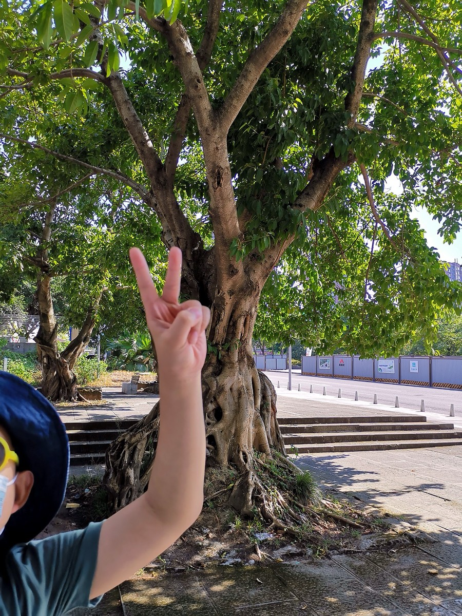 地铁站旁大榕树合影