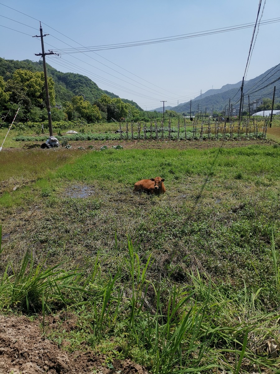 绿色田野中央卧着一头黄牛,背后是连绵青山与电线杆