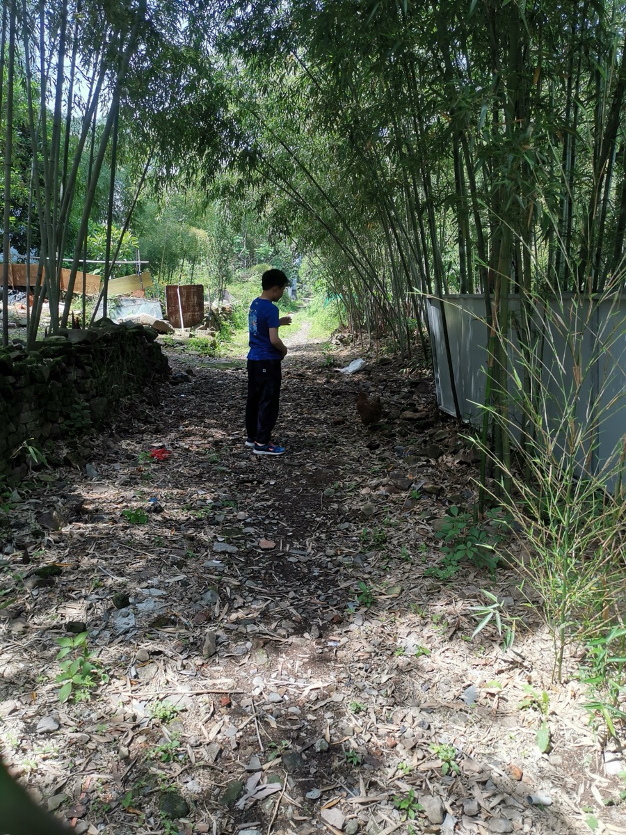 两侧竹林拱成绿色廊道的小径,一人穿蓝衣立于路中,光影斑驳