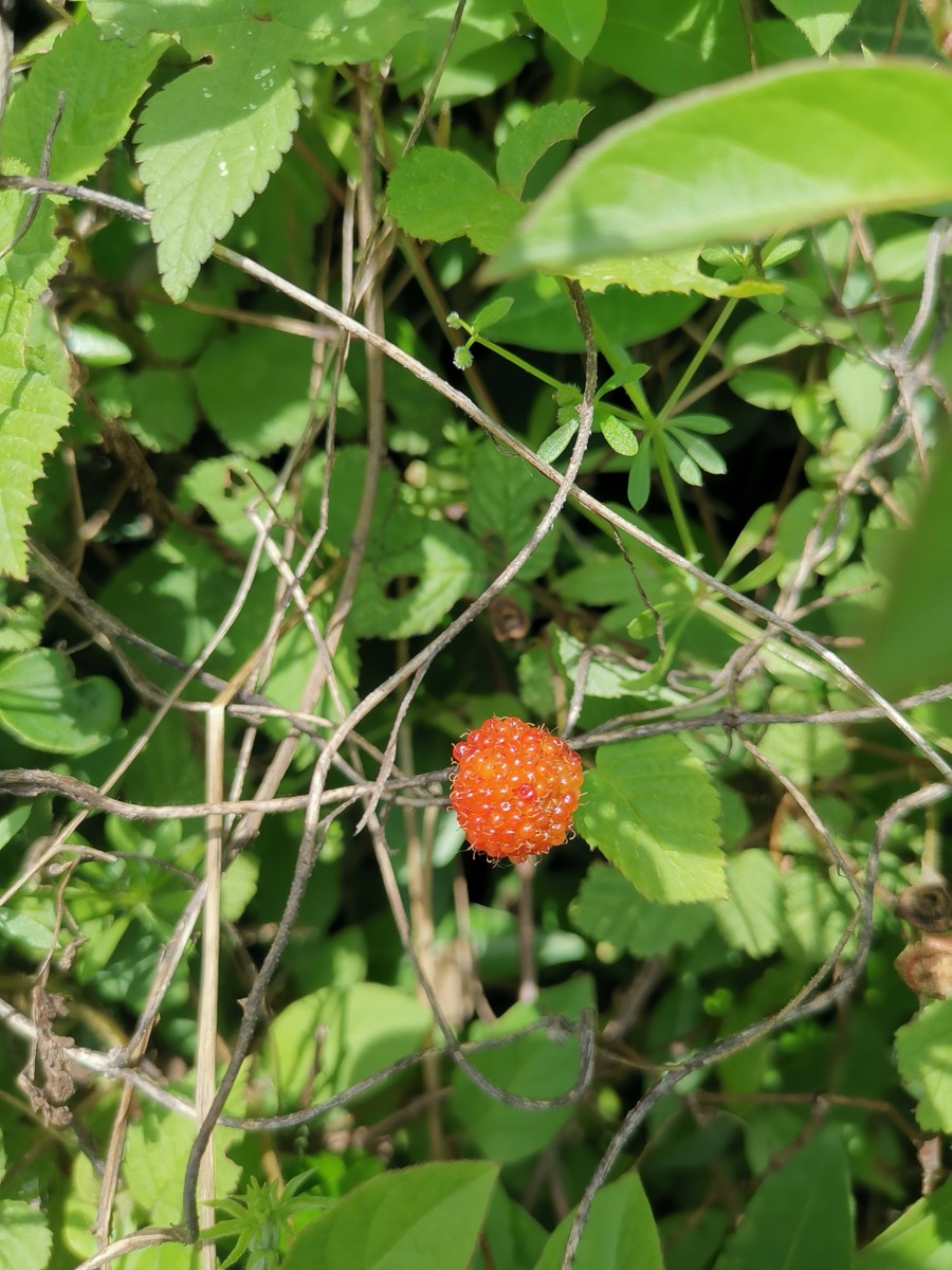 一根枝条上一颗橙红色的成熟野莓,果粒饱满