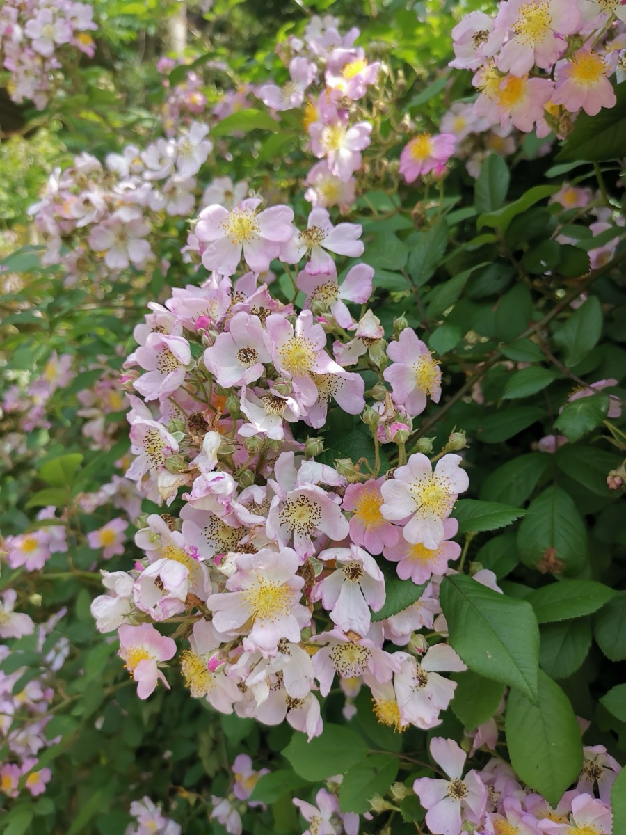 粉白色野蔷薇花簇,五瓣花心金黄,背景虚化的绿