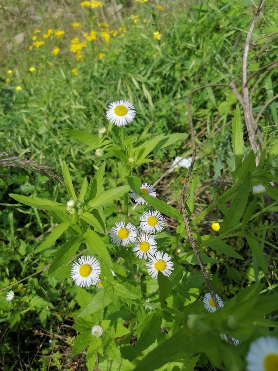白色一年蓬野花簇,白瓣黄心,点缀着远处的黄色小花