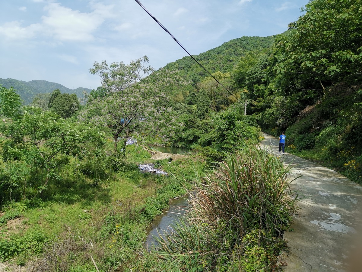 乡村水泥路沿溪延伸,路边一树淡紫花,一人穿蓝衣走在远处