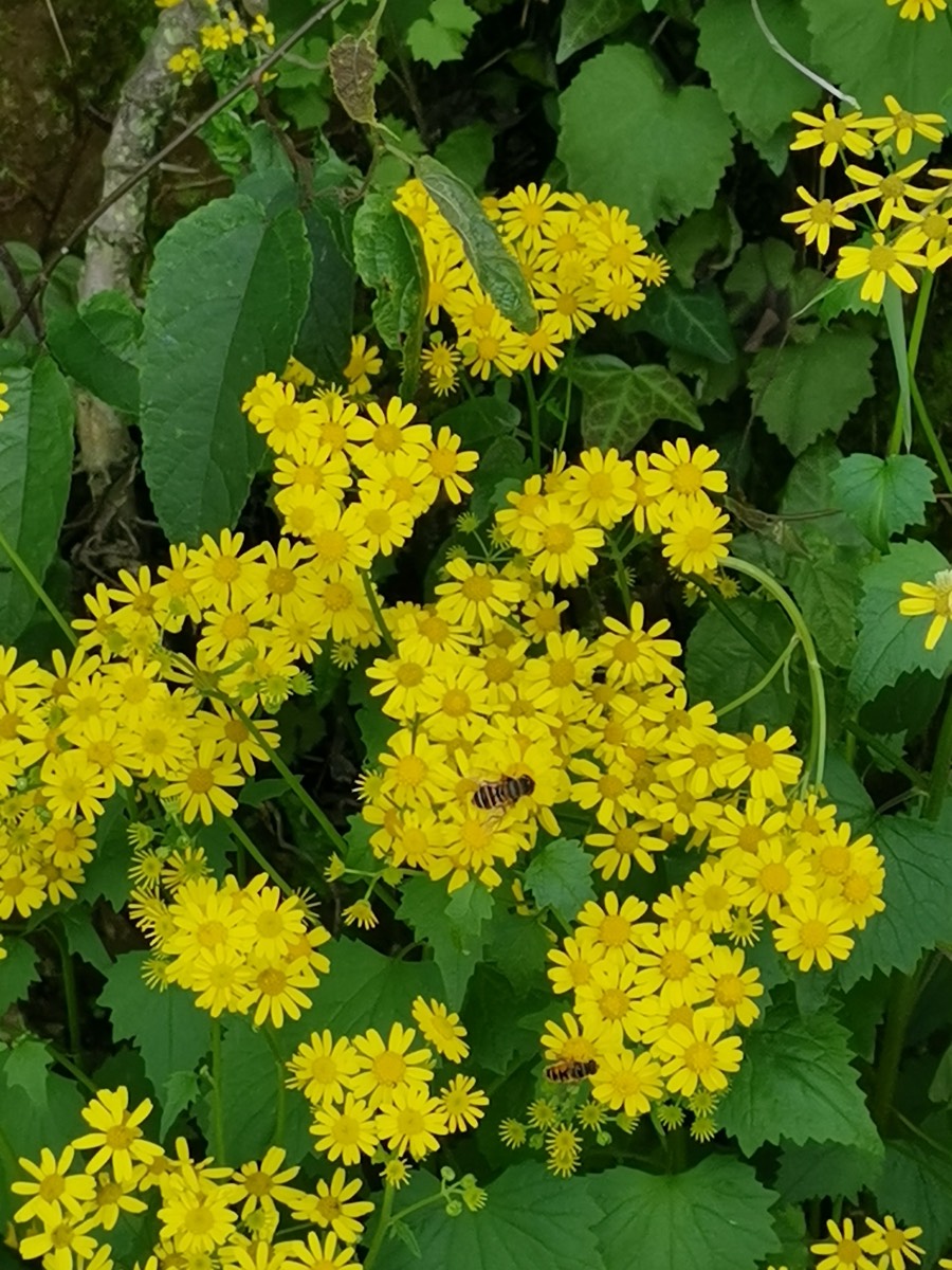 黄色野菊花丛中两只蜜蜂正采蜜,条纹清晰的蜂身