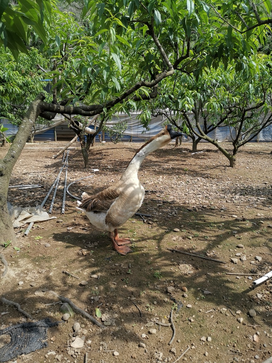 果园里一只白鹅站在桃树下的泥土上,树影斑驳