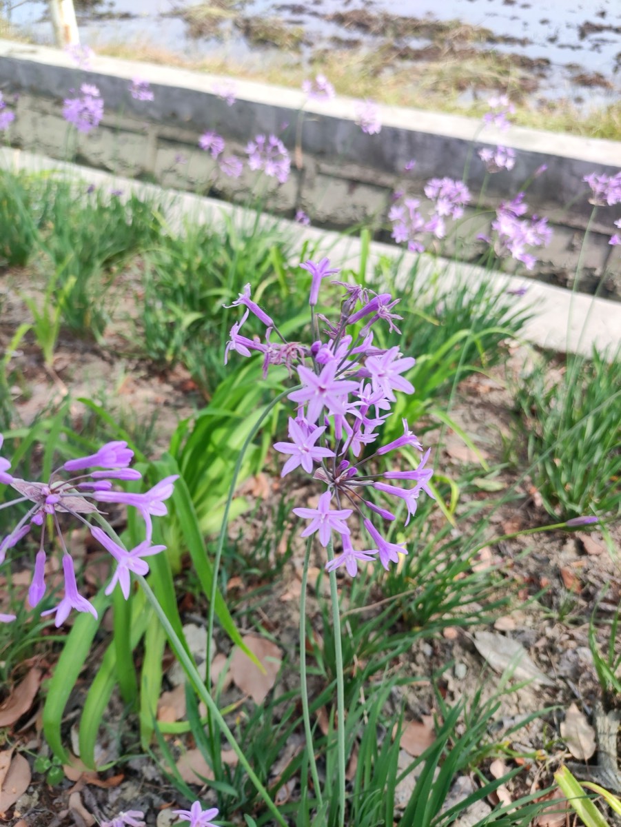 江岸石缝里的蓝紫野花