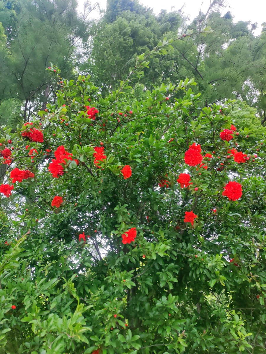 火红的石榴花