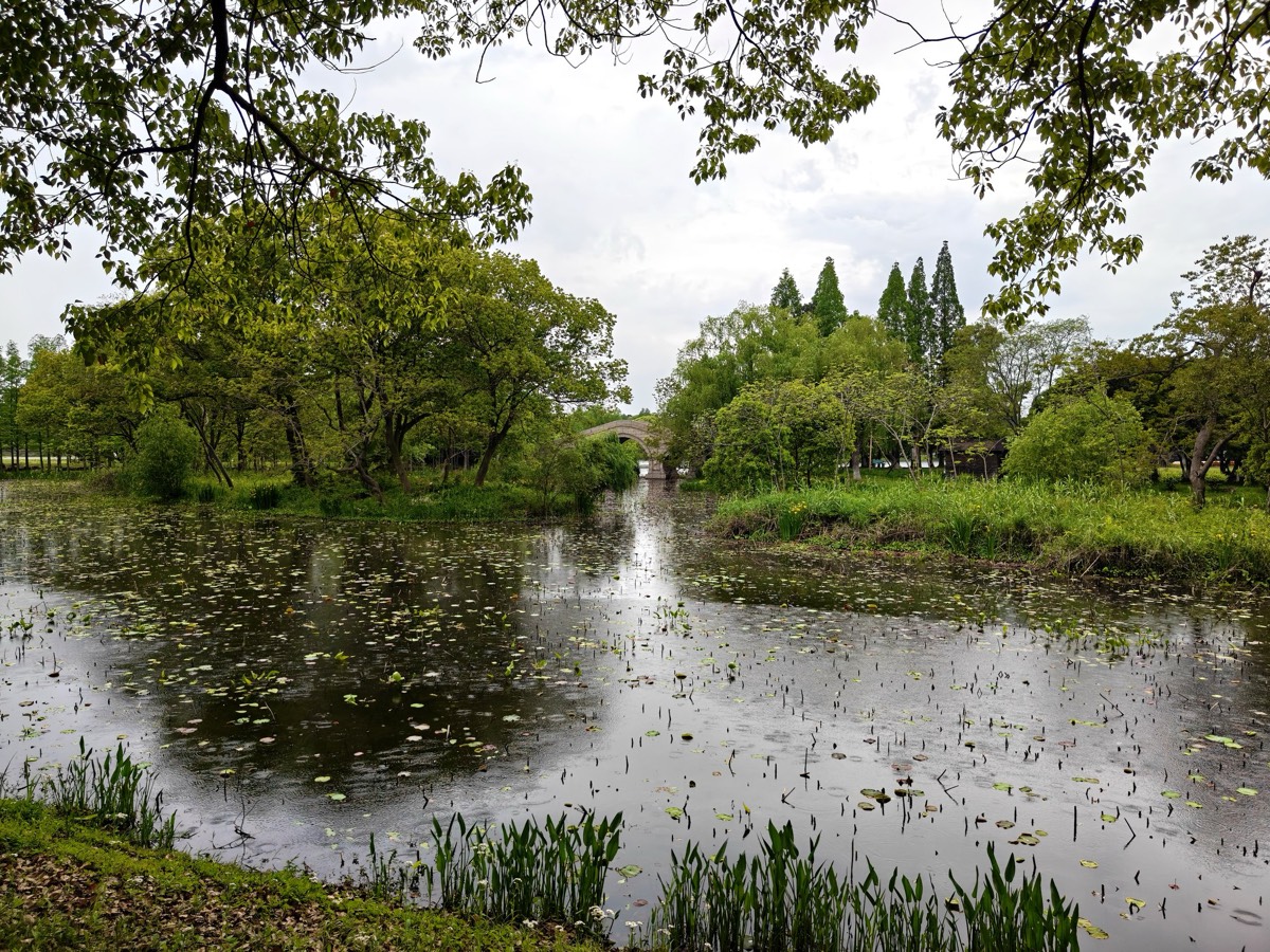 雨后湿地，浮萍与睡莲叶片铺满湖面