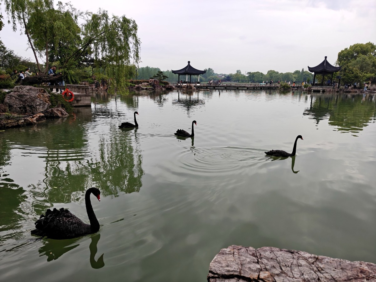 四只黑天鹅在亭前湖面游弋
